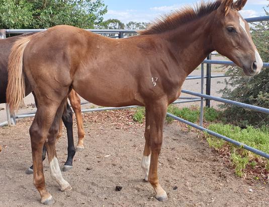 Sepoy X Red Mary 2019