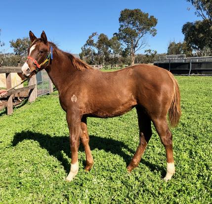Sepoy X Red Mary 2019