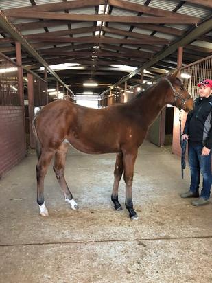 Mahuta X Red Charlize 2019