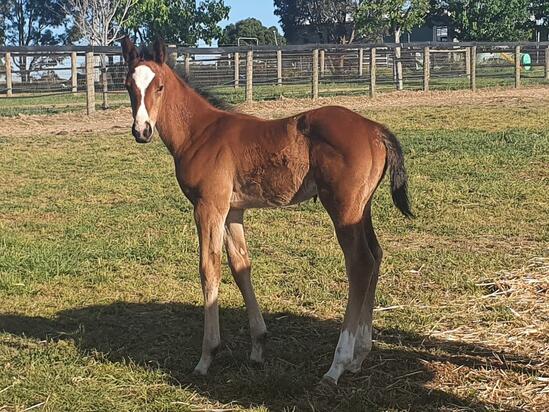 Mahuta X Red Charlize 2020
