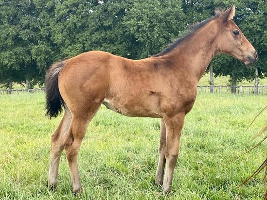 Shocking X Red Delight 2020