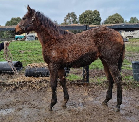 Sepoy X Red Mary 2020