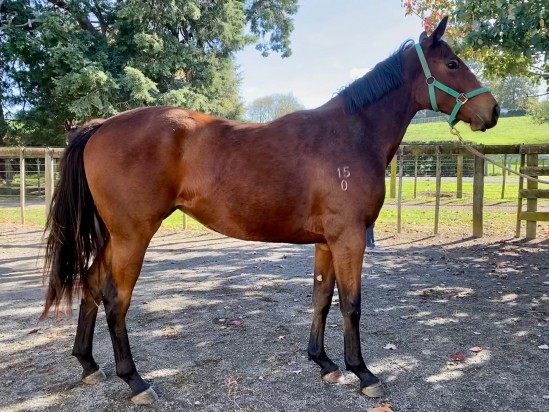 Shocking X Red Delight 2020