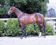 Yearling Feature - TAVISTOCK x LADY FASHION COLT