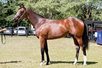 NZ Premier Yearling Sale - Video wrap up with 'Moods'