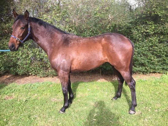 Purple Storm Filly
