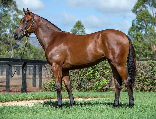 Zoffany X Roman Flyer Filly