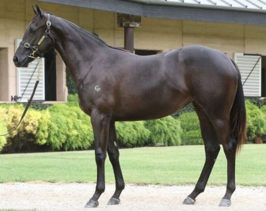 Dissident X Street Allure Filly