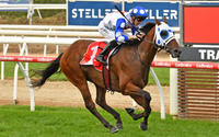 Mr Quickie wins Mornington Guineas - SA Derby Bound!