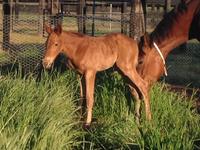 Foal for Delegance