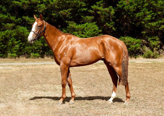 2014 Golden Snake X Wicked Delight