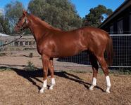 Cracking Chestnut SV Filly by HELMET