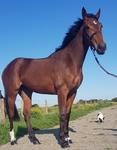 Shares in Nicconi Poni's half-sister by EPAULETTE available NOW!. Only $1971 per 5%
