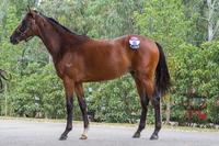Melbourne Premier DUNDEEL Colt - 5% shares $3495