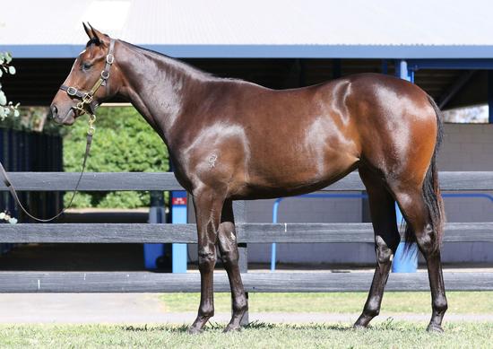 Shamus Award X A Pinch Of Salt