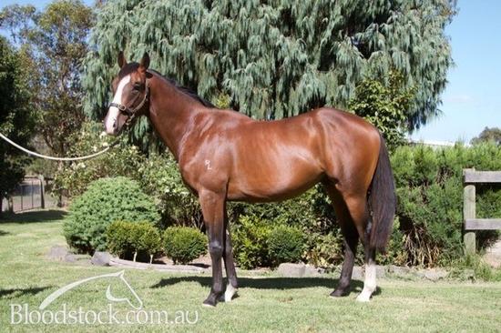 2015 Desert King X Tikhii Don