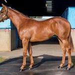 Chestnut Filly by versatile Stallion STAR WITNESS