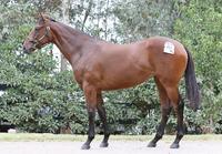 Athletic Filly by Horse of the Year DISSIDENT- out of a Stakes Winning Mare!