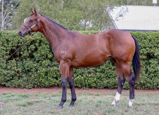 2018 Brazen Beau X Mink