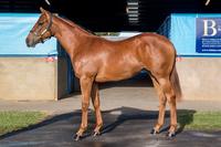 Chestnut Filly by versatile Stallion STAR WITNESS