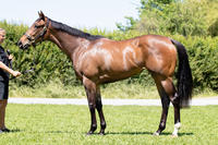 Group Winning Quality in this 2YO Filly by REDWOOD