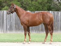 Strong filly by Australian Derby winner STARCRAFT - FOR LEASE