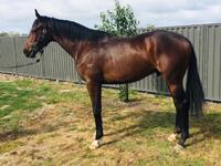 2YO Gelding by Champion Victorian sire WRITTEN TYCOON from the family of NATURE STRIP - FOR LEASE