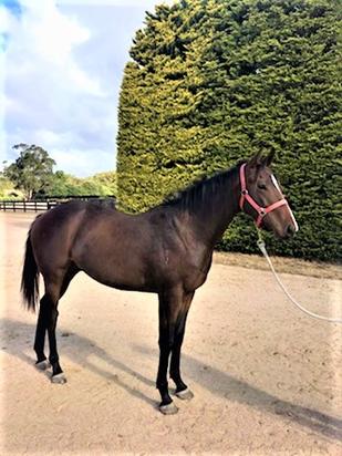 Statue Of Liberty Gelding