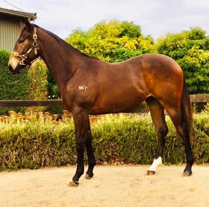 Magnus X Happy Sequel Gelding