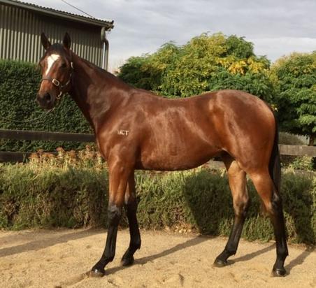 Stryker X Jomar Star Gelding