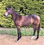 Magnus X Happy Sequel Gelding