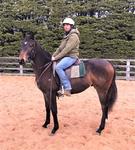 Magnus X Happy Sequel Gelding