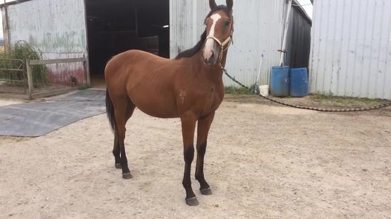 Excelebration X Sayetta Colt