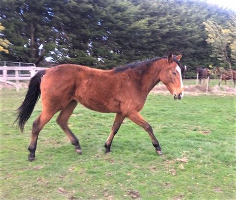 Excelebration X Sayetta Colt
