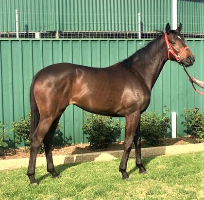 Al Maher Filly