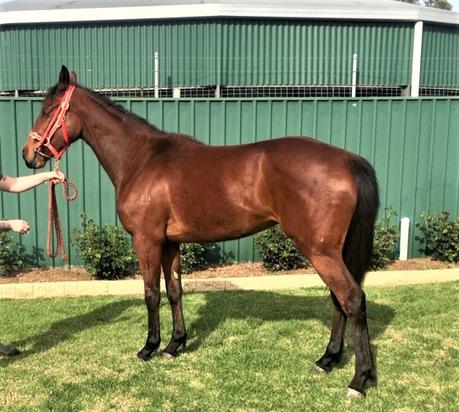 Dundeel Filly