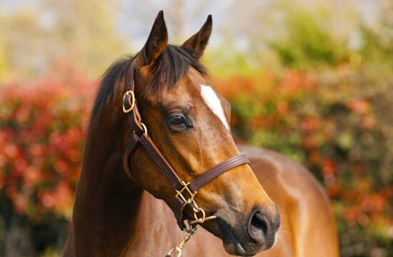Palentino X Lady Mary 2yld
