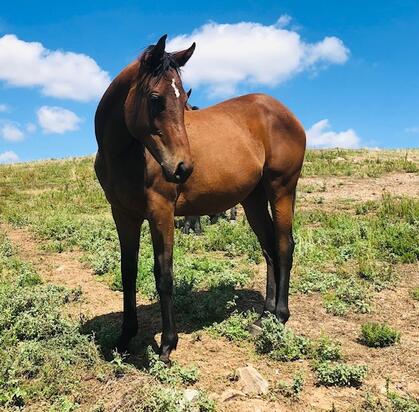 Thronum X Miss Cutie Filly
