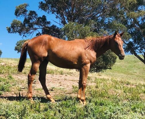 Sepoy X Let