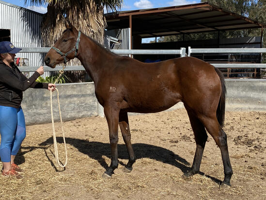 Holler X Calming Filly