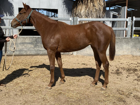 Sepoy X Let