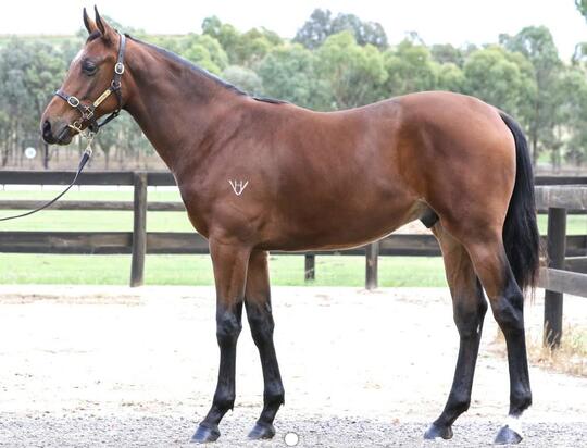 Merchant Navy - So Pristine Colt